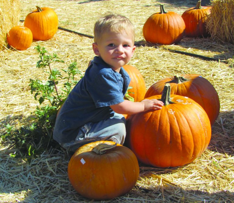 pumpkin patch.jpg
