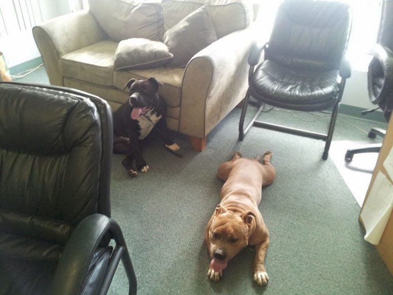 pups.jpg
