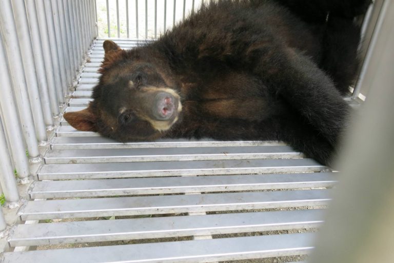 bear rescue.jpg