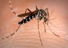 asian-tiger-mosquito.jpg