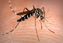 asian-tiger-mosquito.jpg
