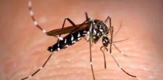 asian-tiger-mosquito.jpg