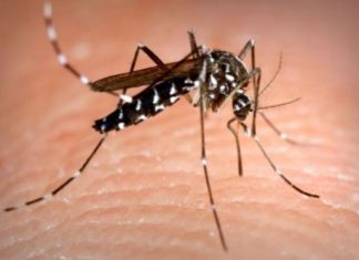 asian-tiger-mosquito.jpg