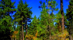 pine trees web.jpg