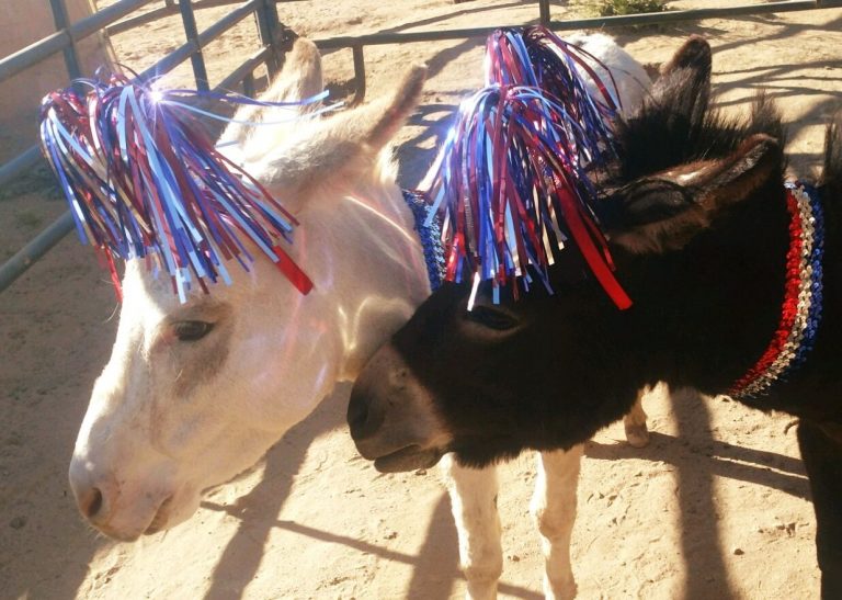 Donkeys.jpeg