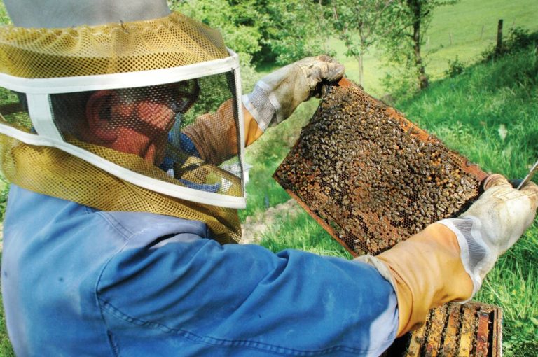 bees_preview.jpeg