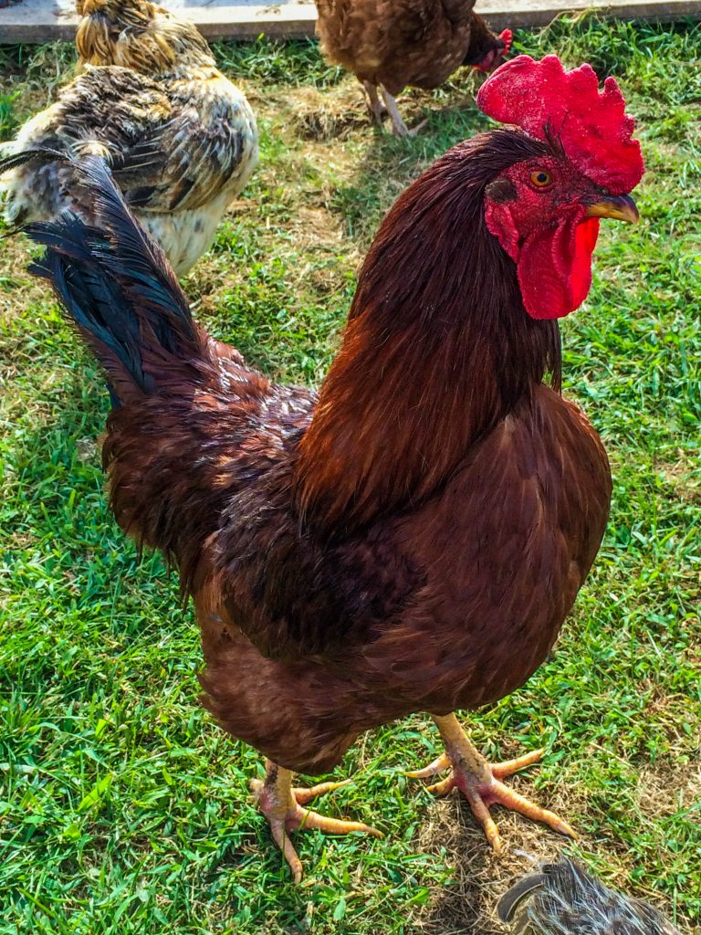Supervisors add setbacks to rooster ordinance By Joe Naiman