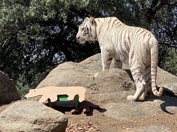 Adorable tiger cubs now ready for your visit at the San Diego Zoo!