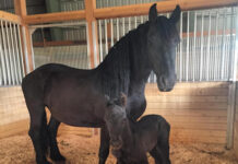 Gala returns as fundraiser ‘retreat’