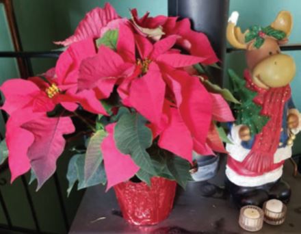 Alpine Soroptimists bloom with holiday poinsettia | The Alpine Sun