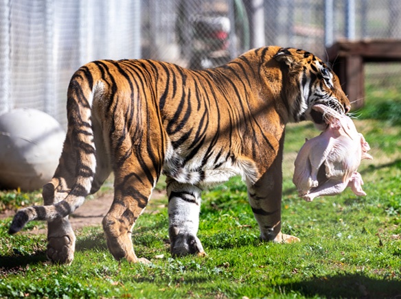 Lions, Tigres and Bears