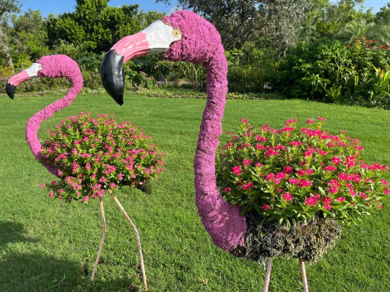 Heat-tolerant beauties for gardens and containers