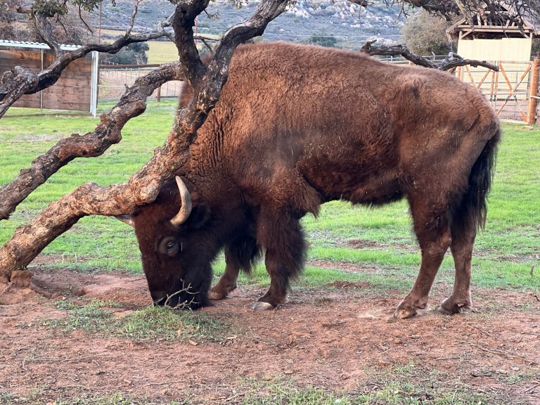 Animal sanctuary takes on new identity in settlement