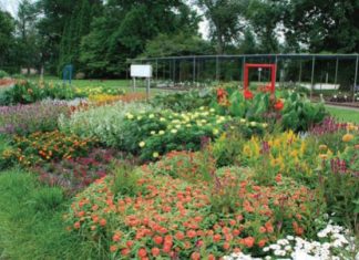 Managing powdery mildew on garden and indoor plants