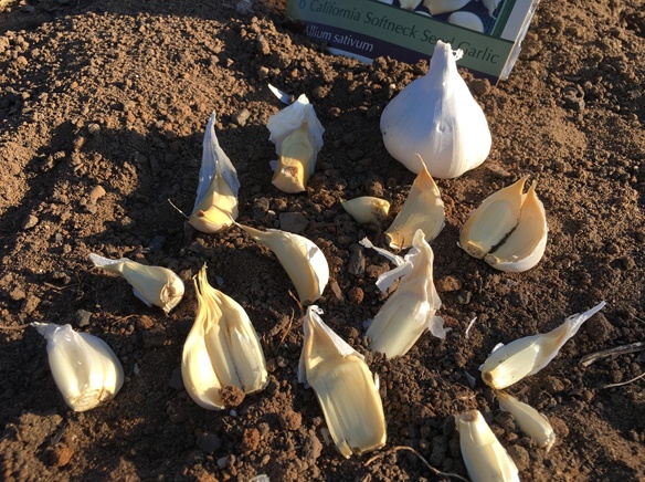 Garlic Planting _MelindaMyers 1