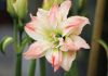 Amaryllis colors winter doldrums