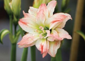 Amaryllis colors winter doldrums