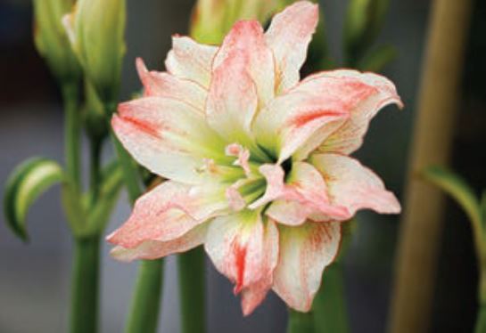 amaryllis
