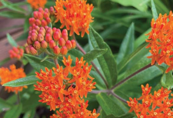 butterfly weed