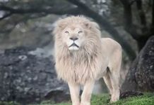 Sanctuary marks passing of relinquished lion