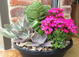 Dress up your holiday gatherings with a few succulents