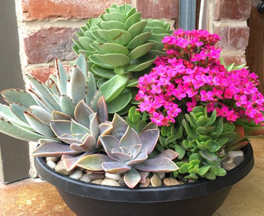 Dress up your holiday gatherings with a few succulents