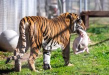 Thanksgiving fundraiser benefits animal sanctuary