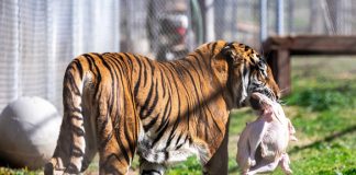 Thanksgiving fundraiser benefits animal sanctuary