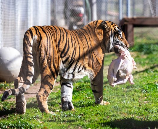 Thanksgiving fundraiser benefits animal sanctuary