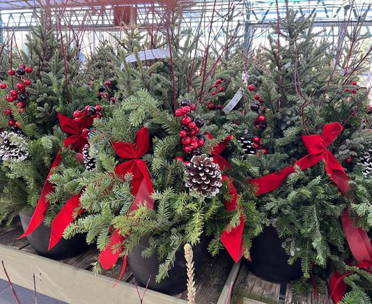 Create your own winter containers