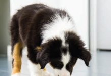 Holiday drive for pets