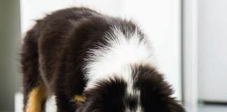 Holiday drive for pets