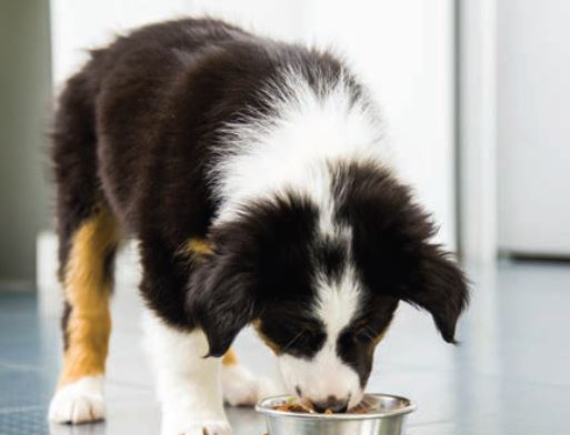 Holiday drive for pets