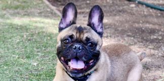 San Diego Humane Society caught by surprise