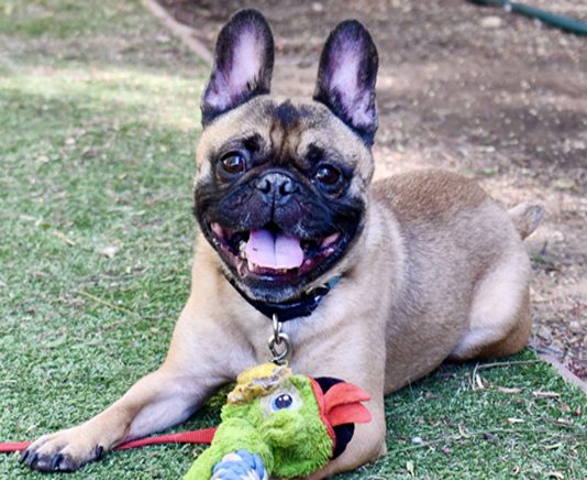 San Diego Humane Society caught by surprise