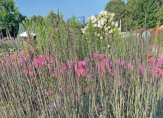 Blackhawks Big Bluestem adds bold color