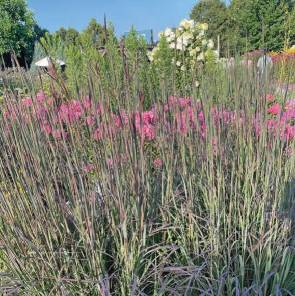 Blackhawks big bluestem perennial_photo credit melinda myer