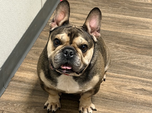 Unknow Stray French Bulldog 978039