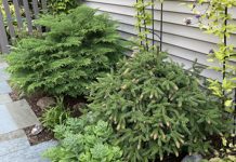 Evergreen selection, planting and care