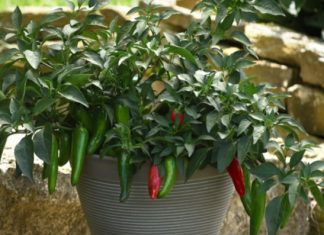 Summer heats up with peppers