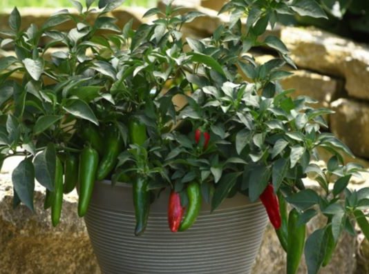 Summer heats up with peppers