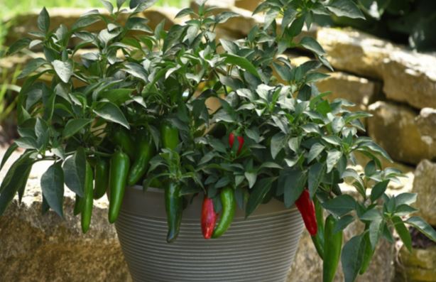 peppers
