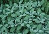 Enjoy the flavor of homegrown herbs year-round