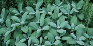 Enjoy the flavor of homegrown herbs year-round