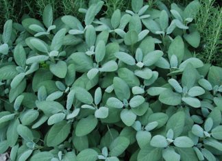 Enjoy the flavor of homegrown herbs year-round