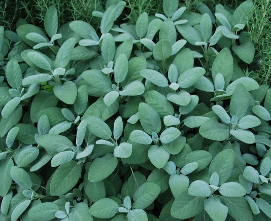 Enjoy the flavor of homegrown herbs year-round