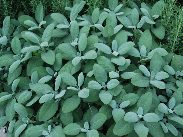 Sage plant photo credit Melinda Myers