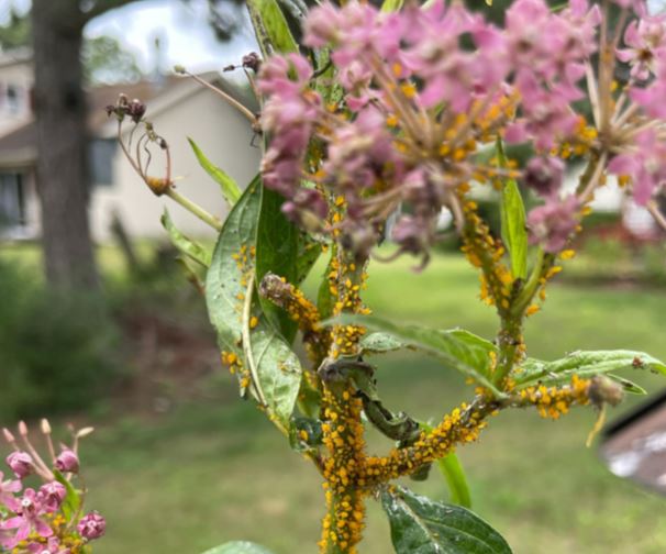 aphids
