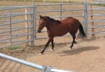 Rescued horses find new home as recovery continues