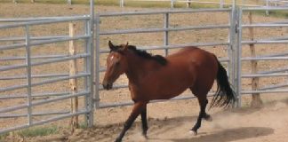 Rescued horses find new home as recovery continues
